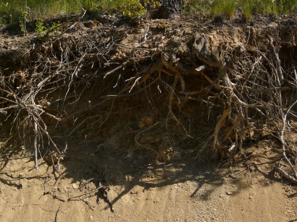 Texture of roots protruding from dry, brown dirt, with areas of green plants.
